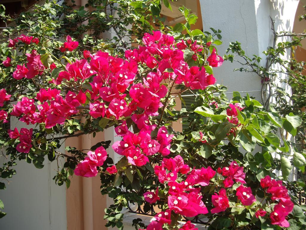 Athina Apartments Kato Korakiana ภายนอก รูปภาพ